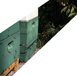 Bienen im WestkreuzPark!