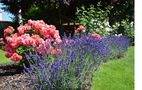 mein(Klein-)Garten