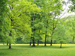 Ein schöner, neuer Park...