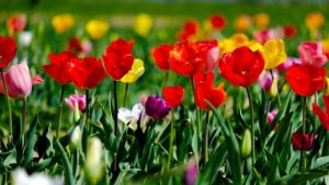 Tulpen